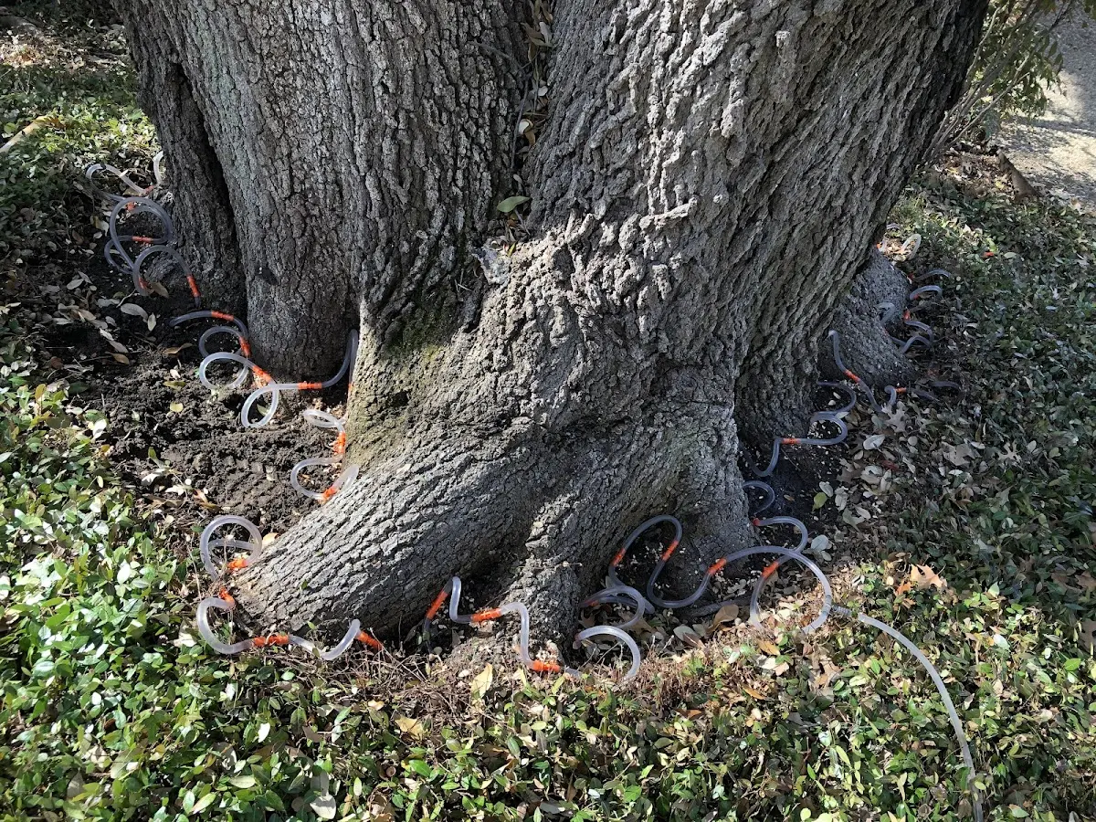 Detailed Tree Cabling and Bracing job site in Mc Veytown