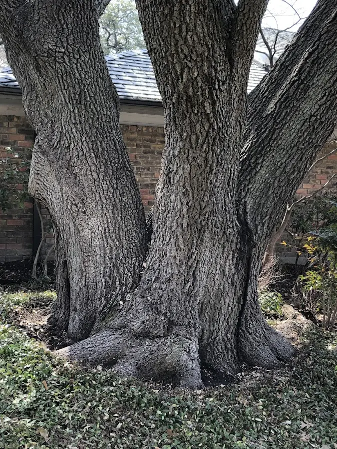 Mature heritage tree close to a Mc Veytown property cared for by certified arborists